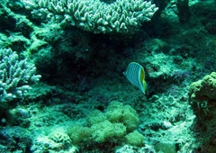 Chaetodon madagaskariensis