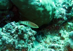 Halichoeres cosmetus