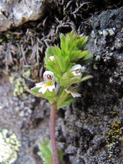 Euphrasia ossica