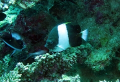 Hemitaurichthys zoster