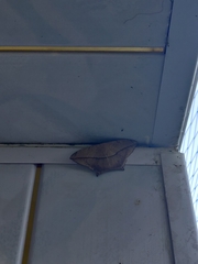 Prochoerodes tetragonata