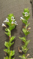 Euphrasia frigida