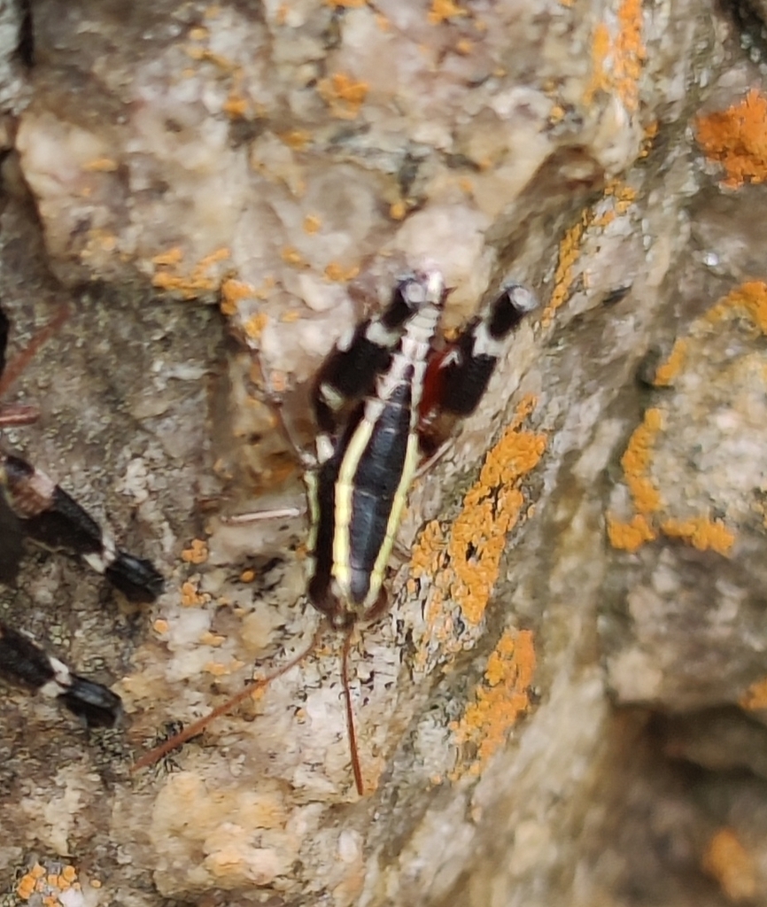 Opharicus