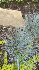 Aciphylla squarrosa