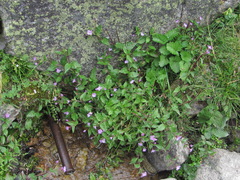 Epilobium gemmascens