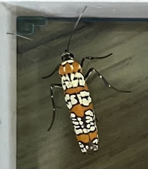 Atteva aurea