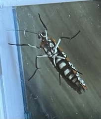 Atteva aurea