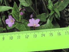 Epilobium gemmascens
