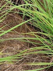 Ophisops leschenaultii