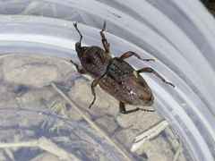 Sphenophorus venatus vestitus