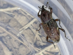 Sphenophorus venatus vestitus