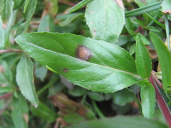 Epilobium gemmascens