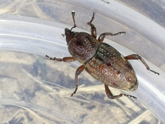Sphenophorus venatus vestitus