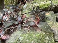 Ludisia discolor