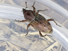 Sphenophorus venatus vestitus