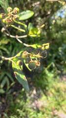 Byrsonima ligustrifolia