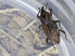 Sphenophorus venatus vestitus