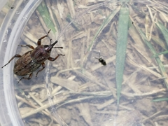 Sphenophorus venatus vestitus