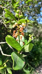 Byrsonima ligustrifolia