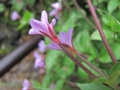 Epilobium gemmascens