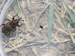 Sphenophorus venatus vestitus