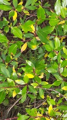 Salix phylicifolia