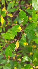 Salix phylicifolia