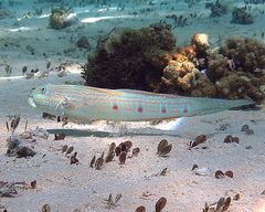 Valenciennea longipinnis