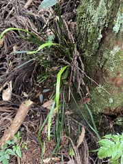 Haplopteris flexuosa