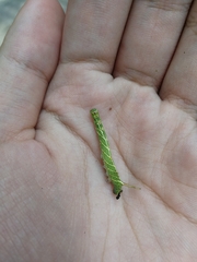 Cypoides chinensis