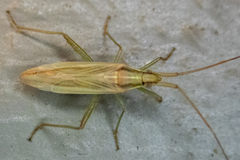 Stenodema trispinosum
