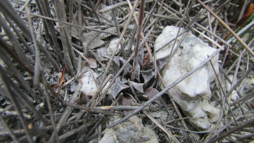 Haworthia maraisii