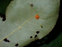 Caryomyia leviglobus