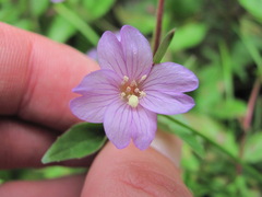 Epilobium gemmascens