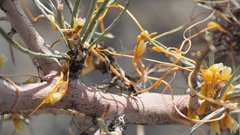 Cuscuta psorothamnensis