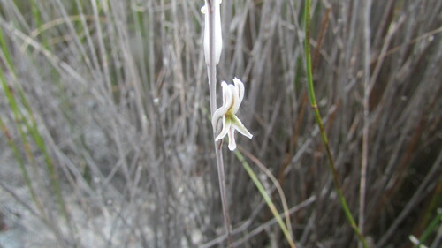 Haworthia maraisii