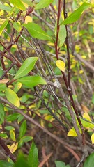 Salix phylicifolia
