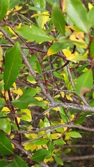 Salix phylicifolia