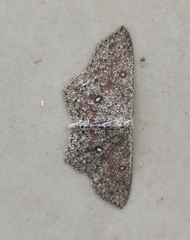 Cyclophora pendularia