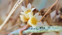 Cuscuta psorothamnensis