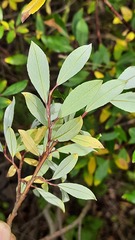 Salix phylicifolia