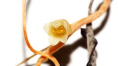 Cuscuta psorothamnensis