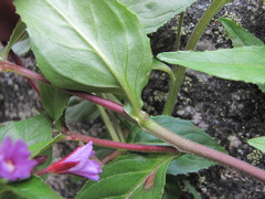 Epilobium gemmascens