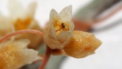 Cuscuta psorothamnensis