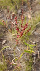 Rumex acetosella
