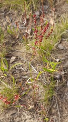 Rumex acetosella