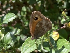 Pyronia tithonus