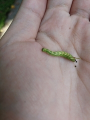 Cypoides chinensis
