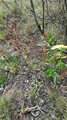 Rumex acetosella