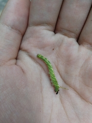 Cypoides chinensis